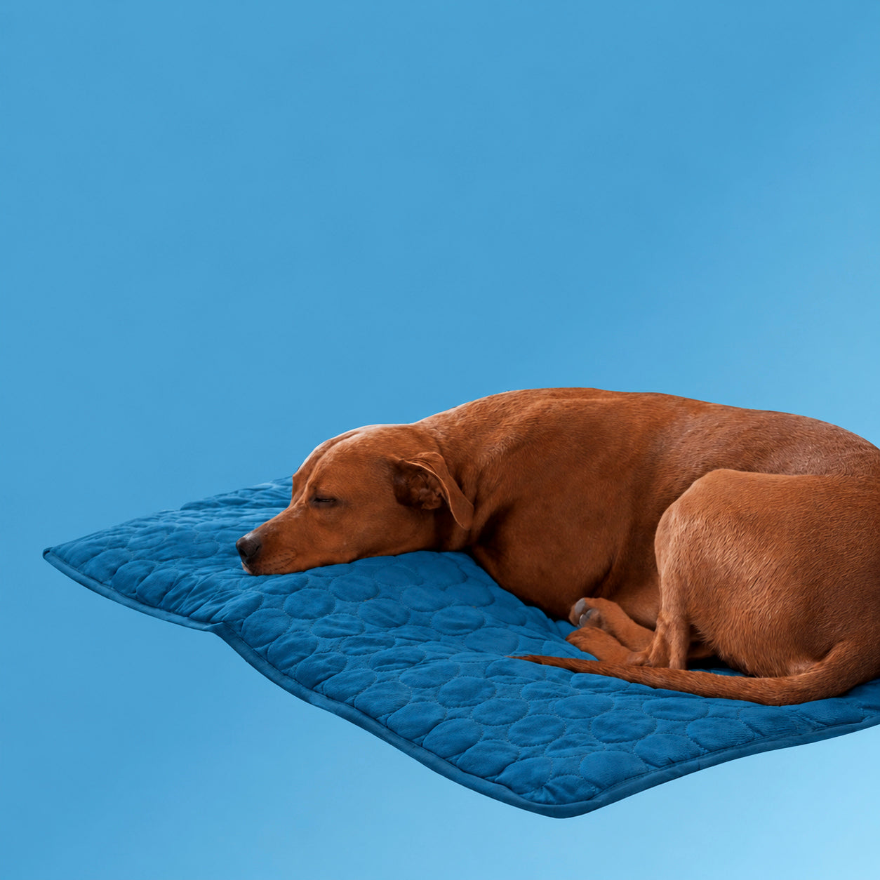 Dog Cooling Mat for Summer | Cooling Pet Mat for Dogs