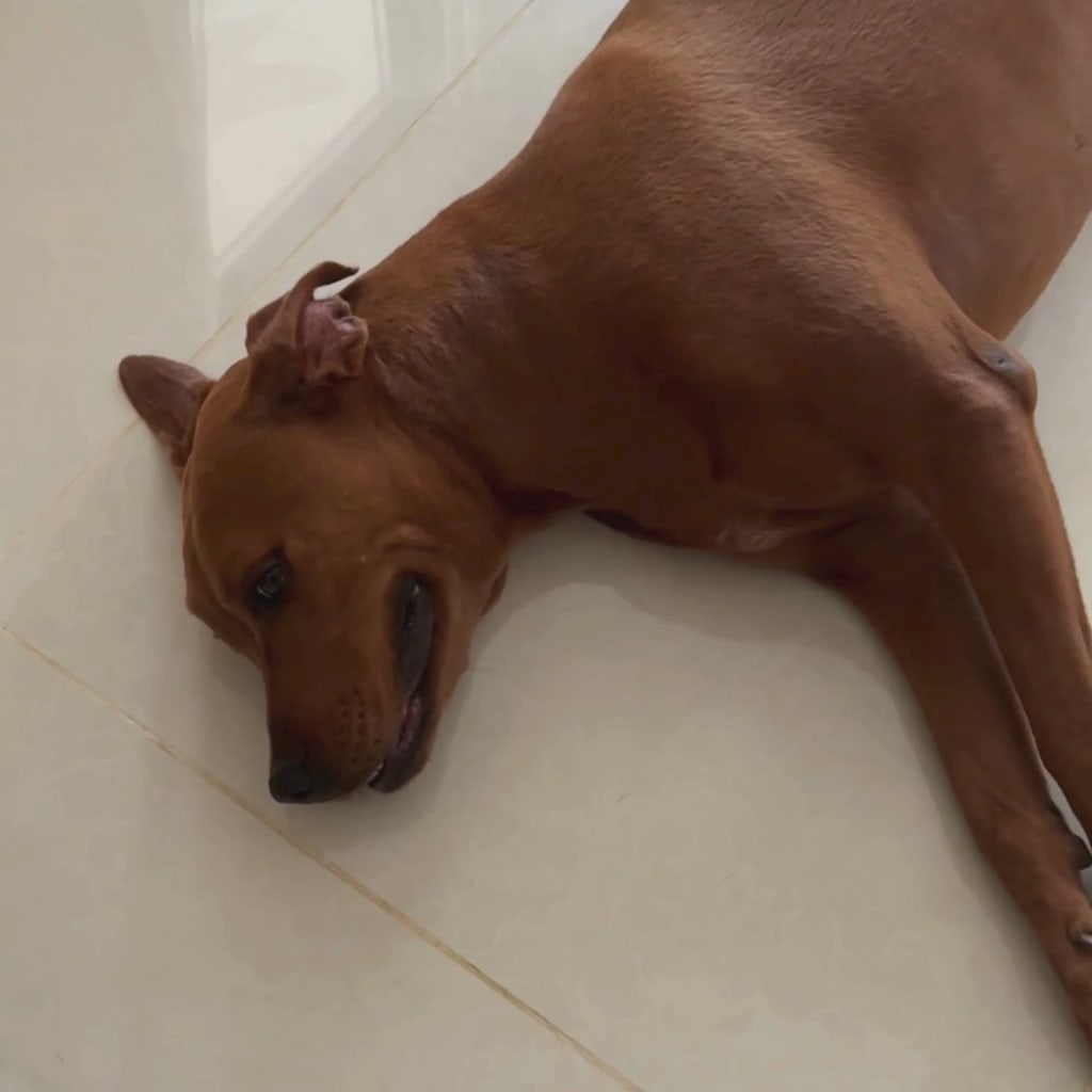 Dog Cooling Mat for Summer | Cooling Pet Mat for Dogs